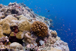 Anthias on the reef using NikonD80 + Sigma 15mm + Magic F... by Wendy Capili 